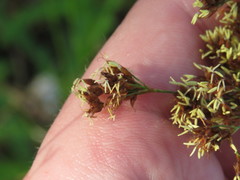 Rhynchospora microcarpa