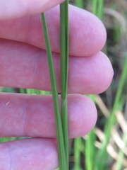 Rhynchospora microcarpa