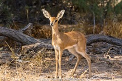 Raphicerus campestris steinhardti