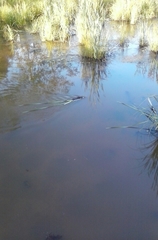Ondatra zibethicus
