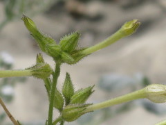 Solanaceae