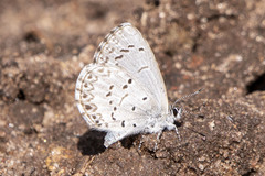 Celastrina lucia