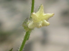 Solanaceae