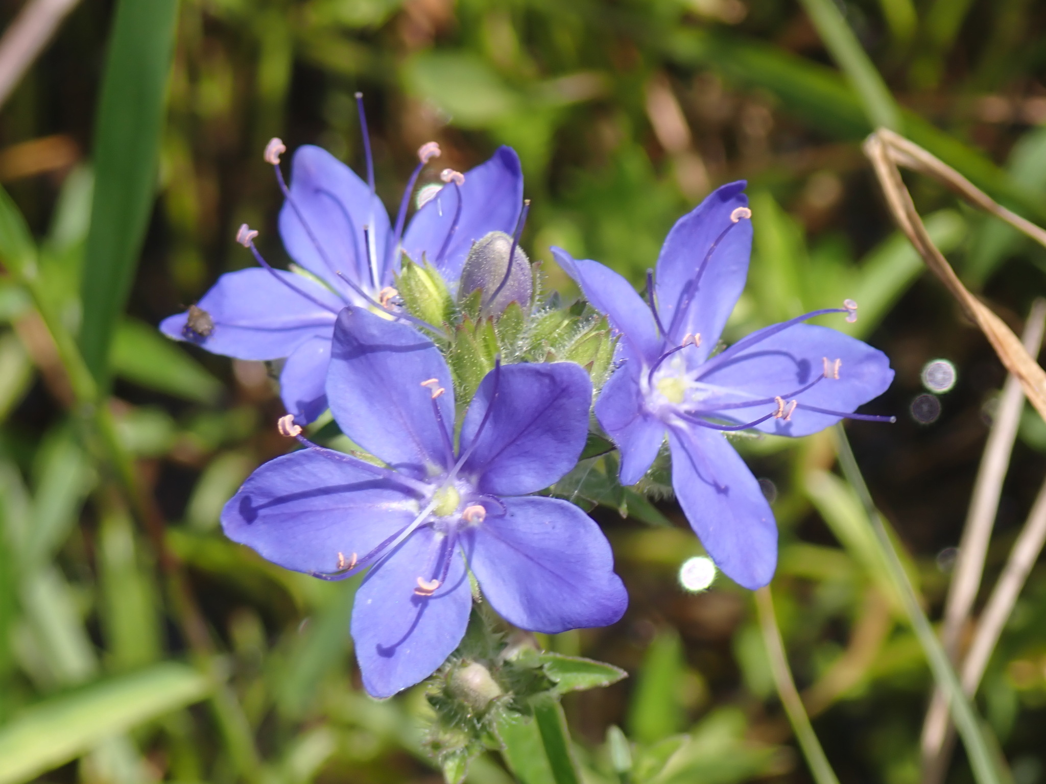 Hydrolea corymbosa