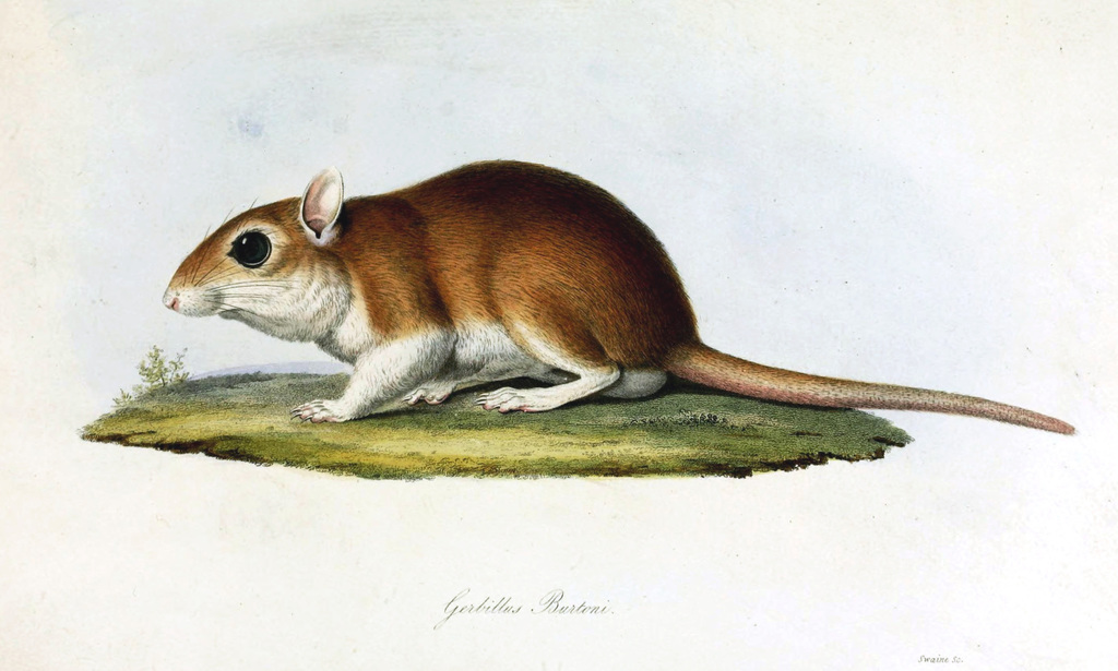 Burton's Gerbil (Gerbillus burtoni)