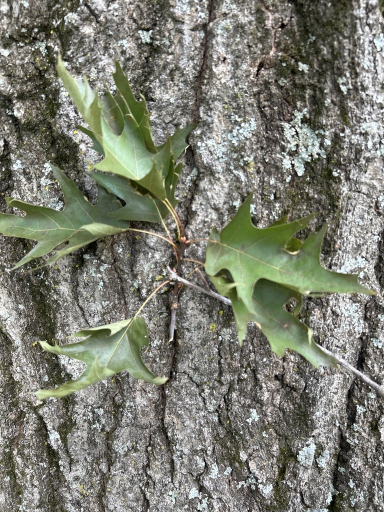 northern red oak from Frankfort Cemetery, Frankfort, KY, US on June 21 ...