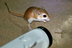 Cheesman's Gerbil photo 4