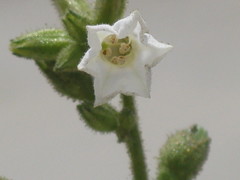 Nicotiana