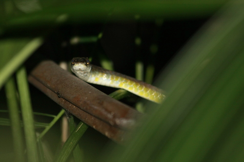 Common Tree Snake sighting