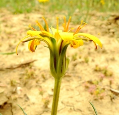 Agoseris parviflora