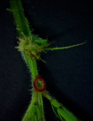 Desmanthus acuminatus