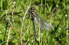 Somatochlora elongata