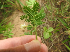 Desmanthus acuminatus