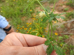 Desmanthus acuminatus