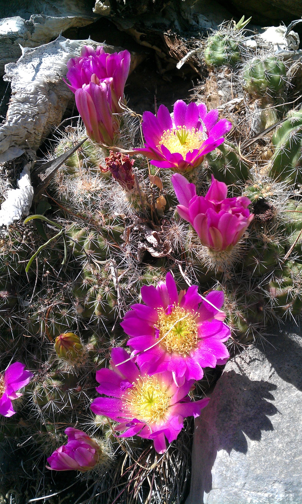 Echinocereus parkeri ssp. parkeri