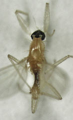Phyllodromia proiecta