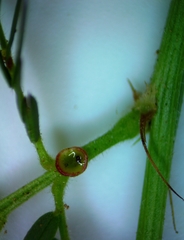 Desmanthus acuminatus