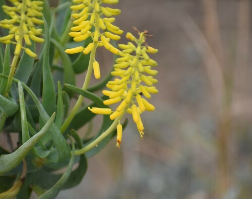 Image of Aloiampelos tenuior by (c) Justin Ponder, some rights reserved (CC BY)