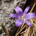 Harvest Brodiaea - Photo (c) Tom Hilton, some rights reserved (CC BY)