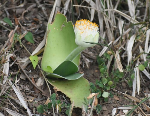 Image of Haemanthus albiflos by (c) Justin Ponder, some rights reserved (CC BY)