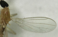 Phyllodromia proiecta