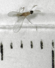 Phyllodromia proiecta