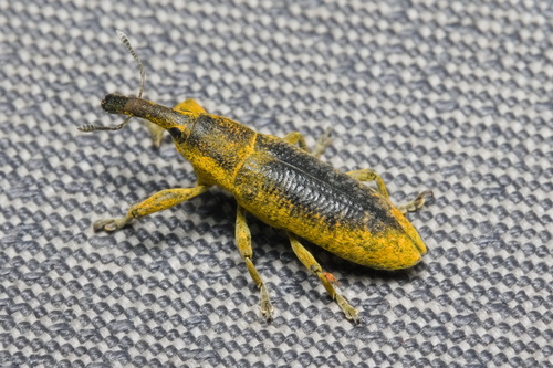 Elongated Bean Weevil photo 6
