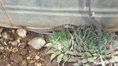 Hypsiglena ochrorhynchus