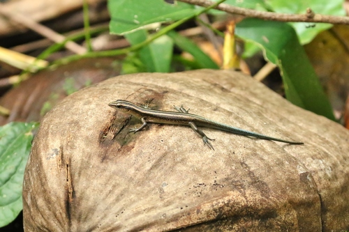 Emoia impar observed 2019-04-18