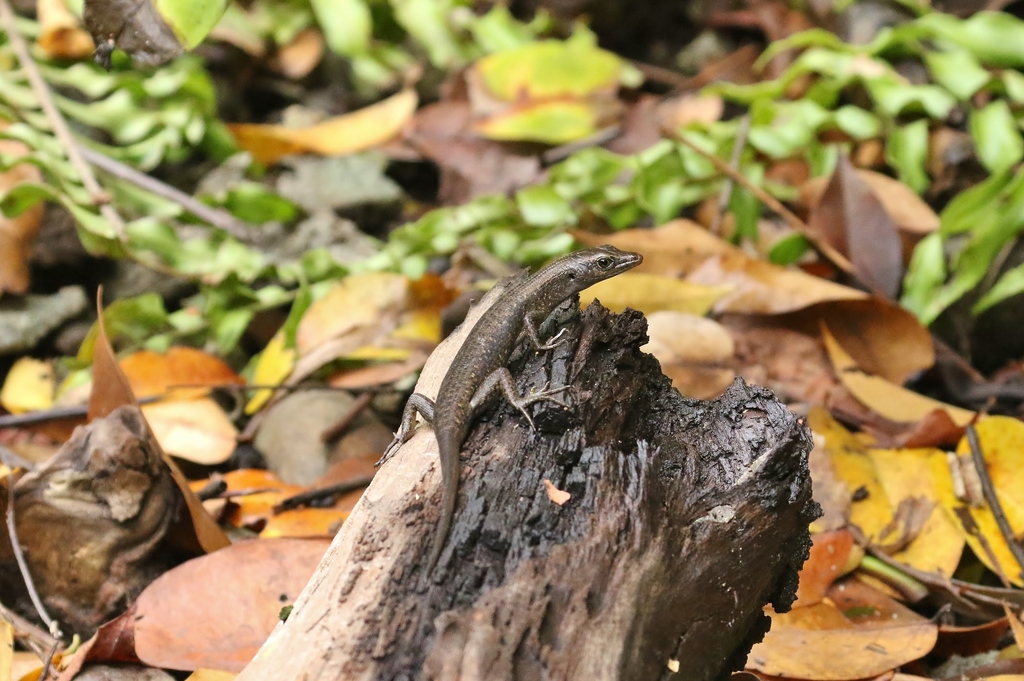 Boettger's Emo Skink
