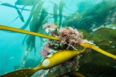 Macrocystis pyrifera