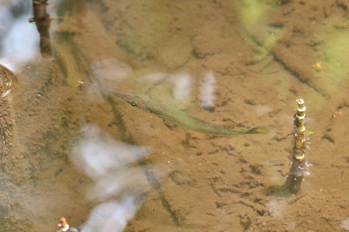 Zenarchopteridae