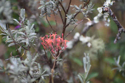 Image of Kalanchoe rotundifolia by (c) Justin Ponder, some rights reserved (CC BY)