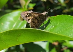 Thorybes dorantes dorantes