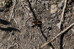 Rhynocoris ventralis