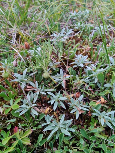 Image of Helianthemum canum by (c) carnifex, some rights reserved (CC BY)