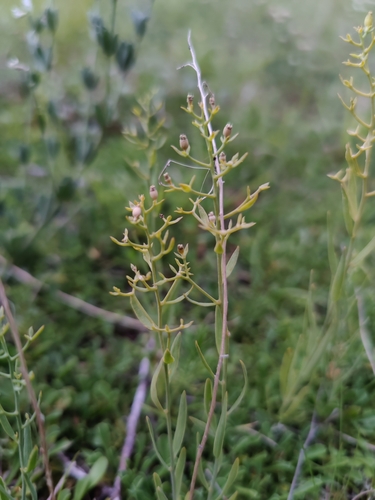 Image of Flax-leaved bastard toadflax by (c) carnifex, some rights reserved (CC BY)