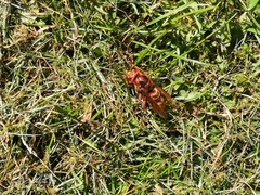 Vespa crabro