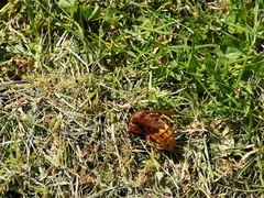 Vespa crabro