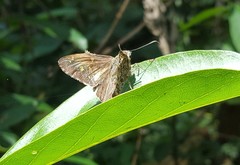 Thorybes dorantes dorantes