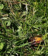 Vespa crabro