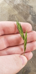 Bromus catharticus