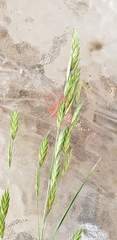 Bromus catharticus