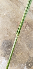 Bromus catharticus