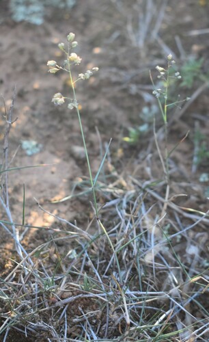 Image of Eragrostis obtusa by (c) Justin Ponder, some rights reserved (CC BY)