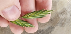 Bromus catharticus