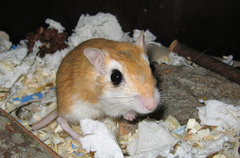 Flower's Gerbil photo 2