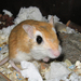 Flower's Gerbil - Photo (c) XV8-Crisis, some rights reserved (CC BY-SA)