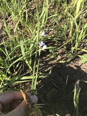 Sisyrinchium albidum