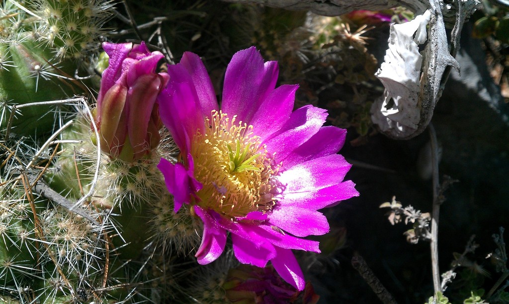 Subspecies Echinocereus parkeri parkeri  iNaturalist